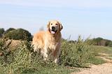 GOLDEN RETRIEVER 114